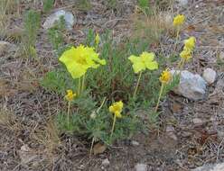 Imagem de Oenothera hartwegii Benth.