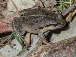 Image of Haswell’s Froglet