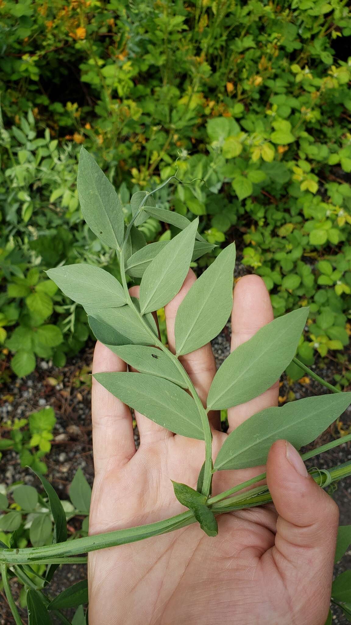 Sivun Lathyrus jepsonii subsp. californicus (S. Watson) C. L. Hitchc. kuva