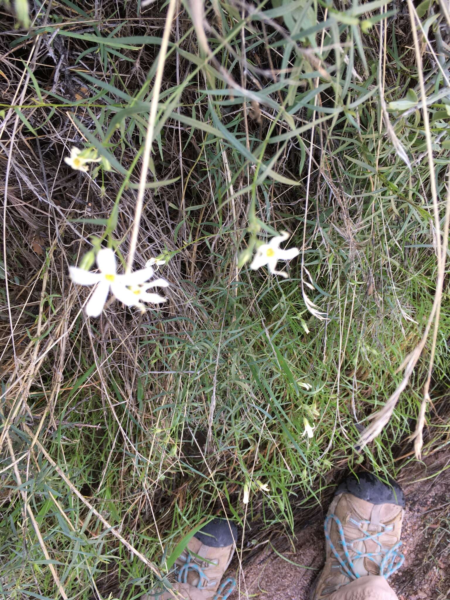 Image of Santa Catalina Mountain phlox