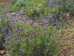 Image of Lavandula minutolii Bolle