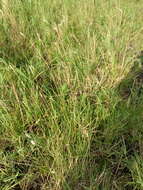 Image of Creeping Foxtail