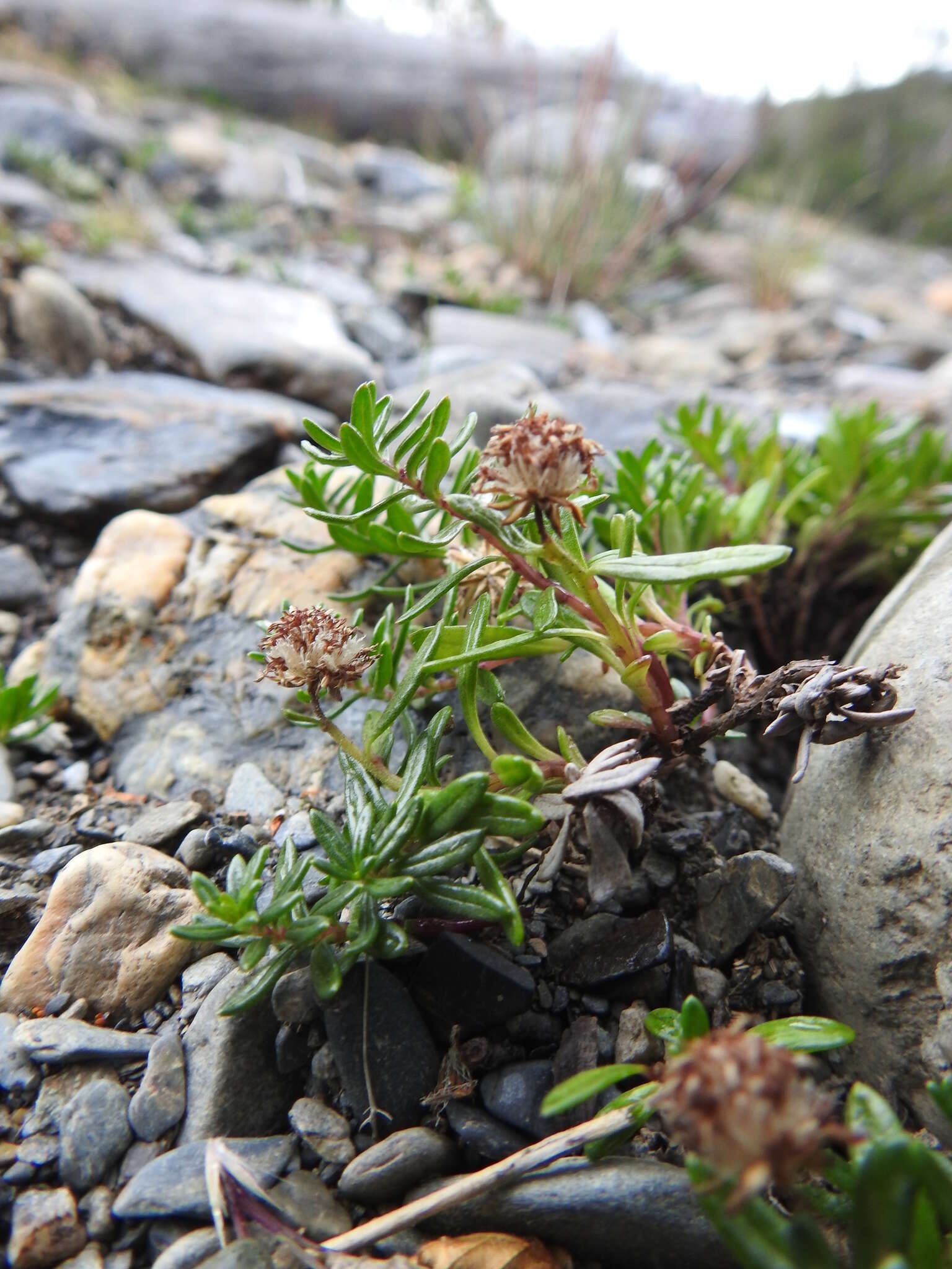 Image of Baccharis nivalis (Wedd.) Sch. Bip.