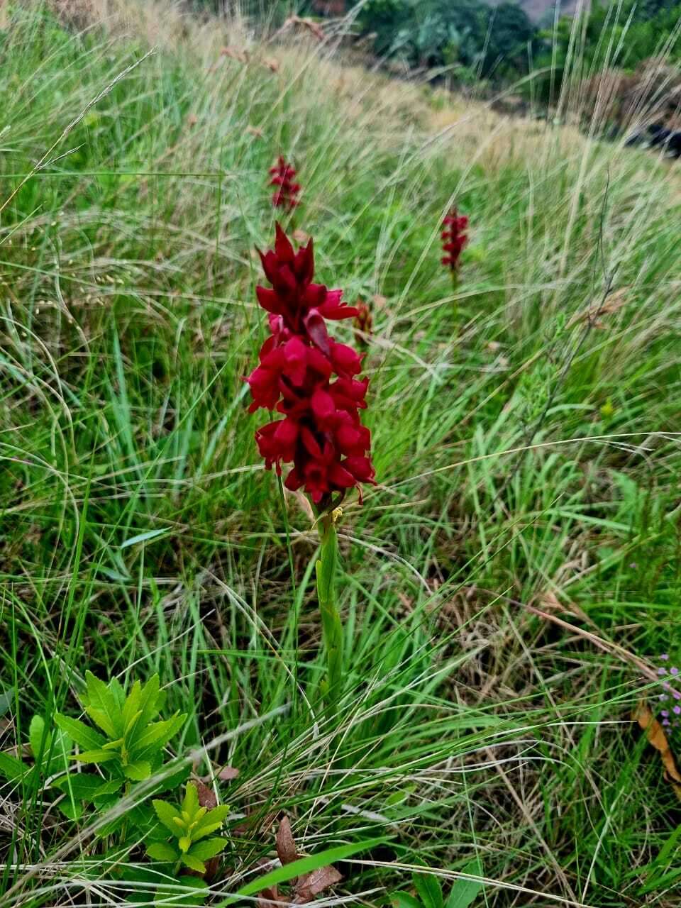 Imagem de Satyrium rhodanthum Schltr.