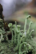 Image of cup lichen