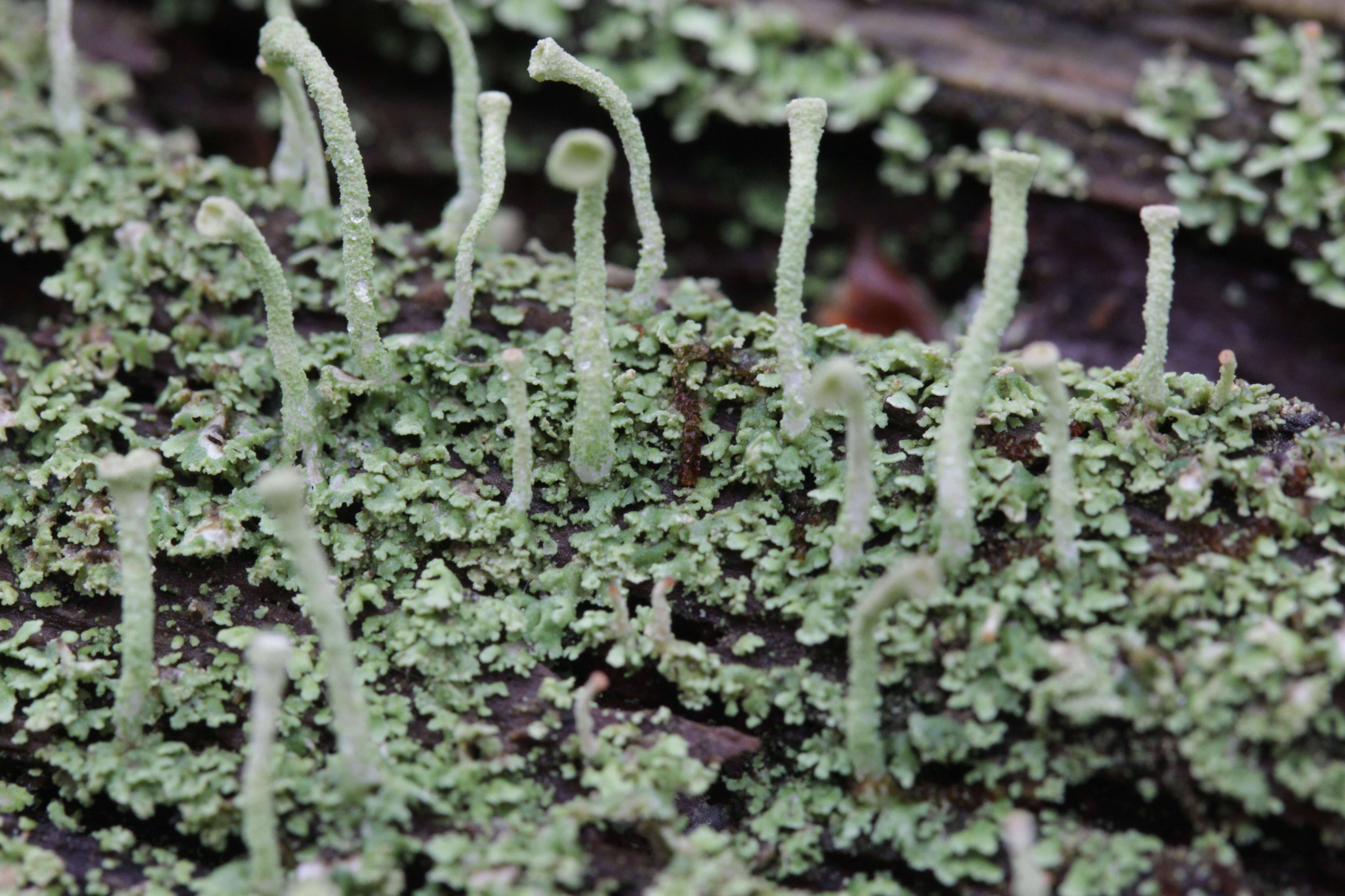 Image of cup lichen