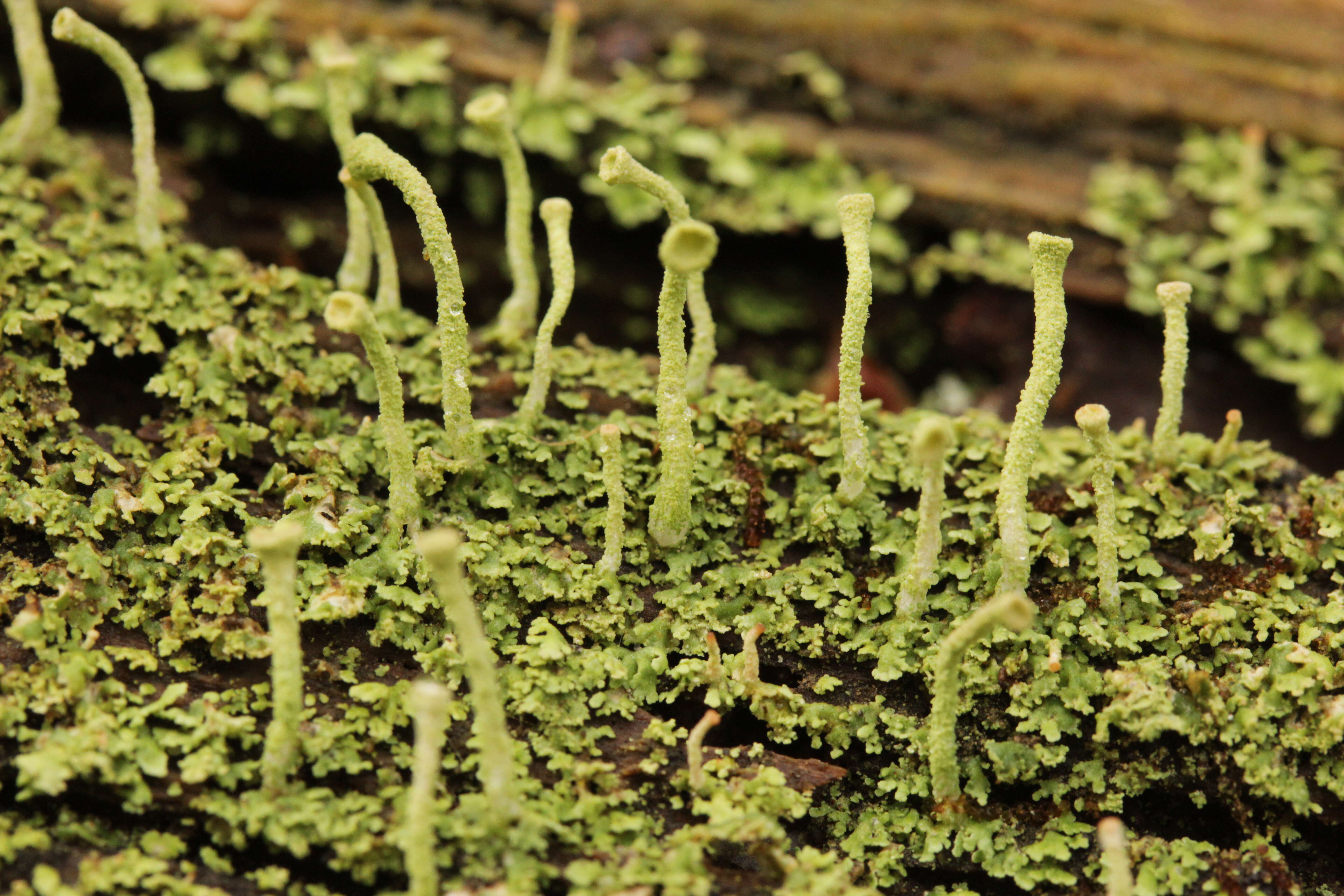 Image of cup lichen