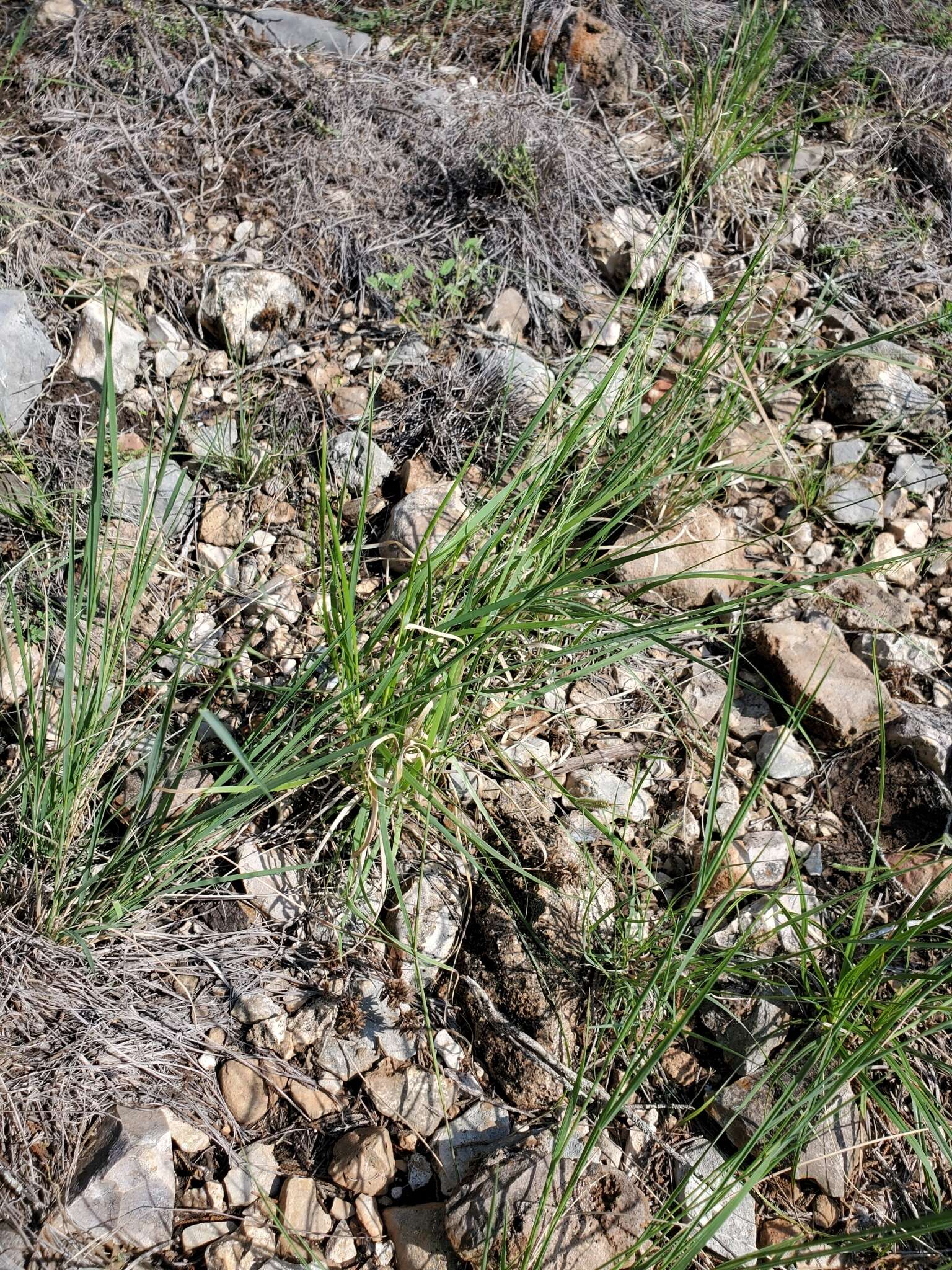 Imagem de Panicum hallii Vasey