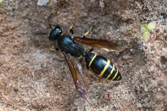 Sivun Symmorphus murarius (Linnaeus 1758) kuva