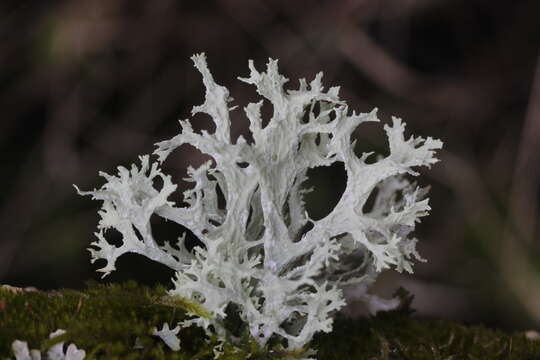 Image of ring lichen