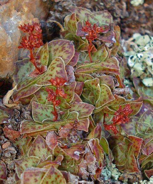 Image of Crassula pseudohemisphaerica Friedrich