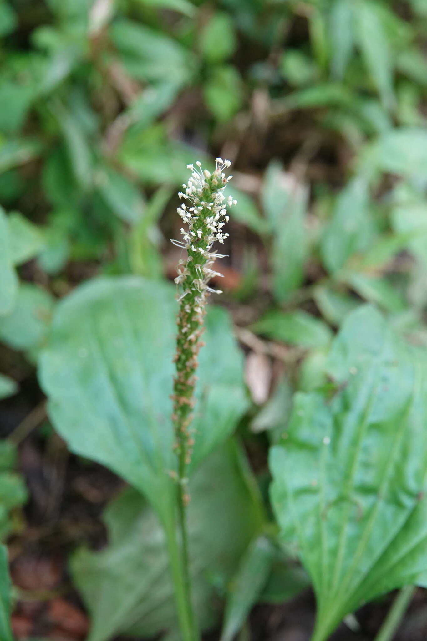 Image de Plantago asiatica L.