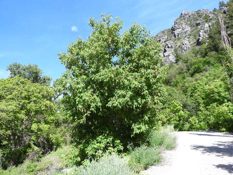 Image of boxelder