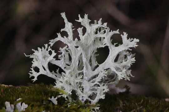 Image of ring lichen