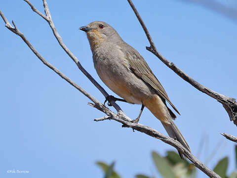 Pachycephala rufogularis Gould 1841 resmi