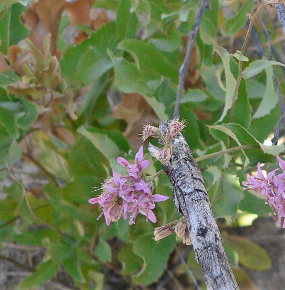 صورة Acourtia thurberi (A. Gray) Reveal & R. M. King