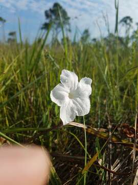 صورة Ruellia noctiflora (Nees) Gray