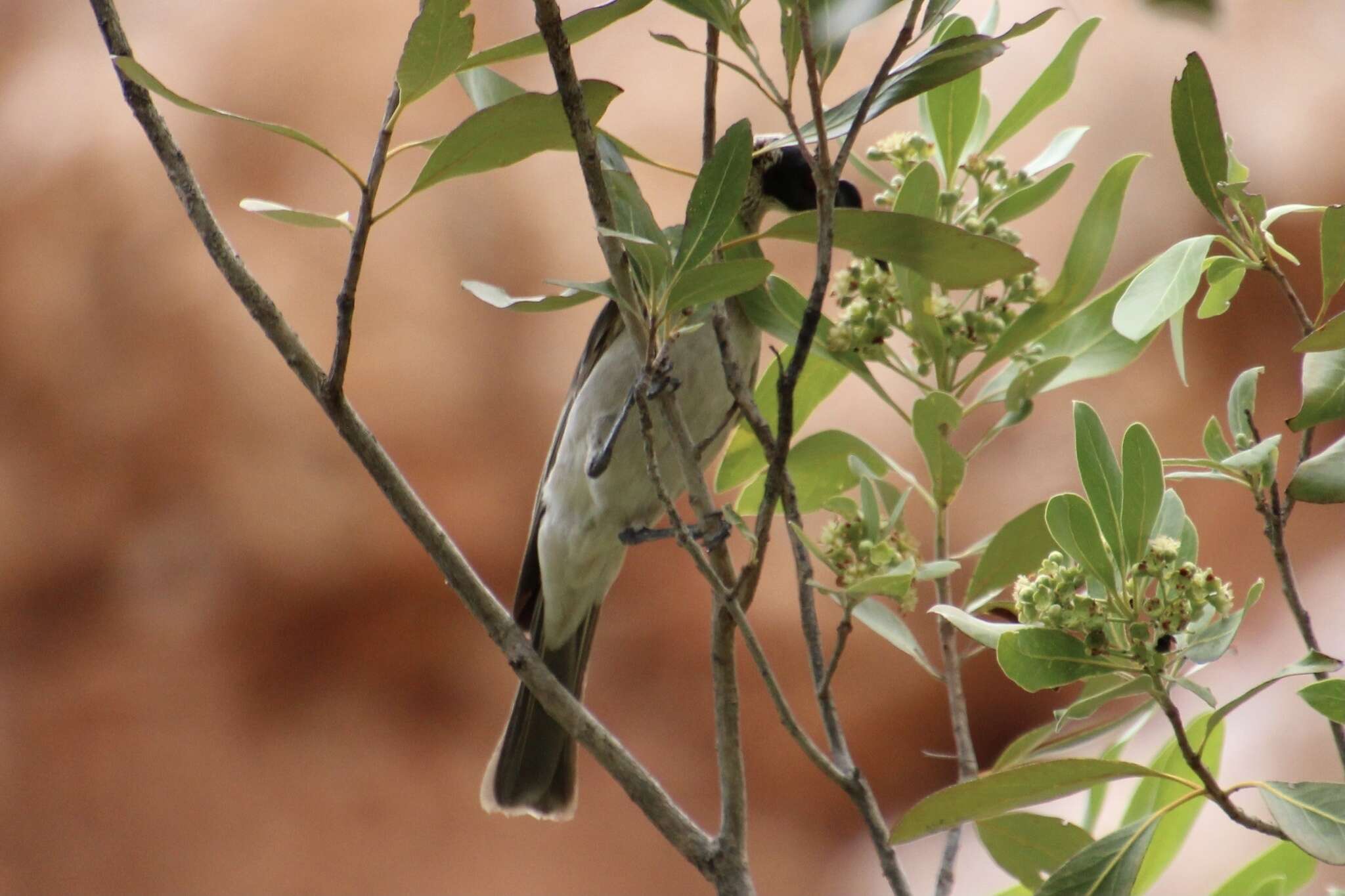 Image of Silver-crowned Friarbird