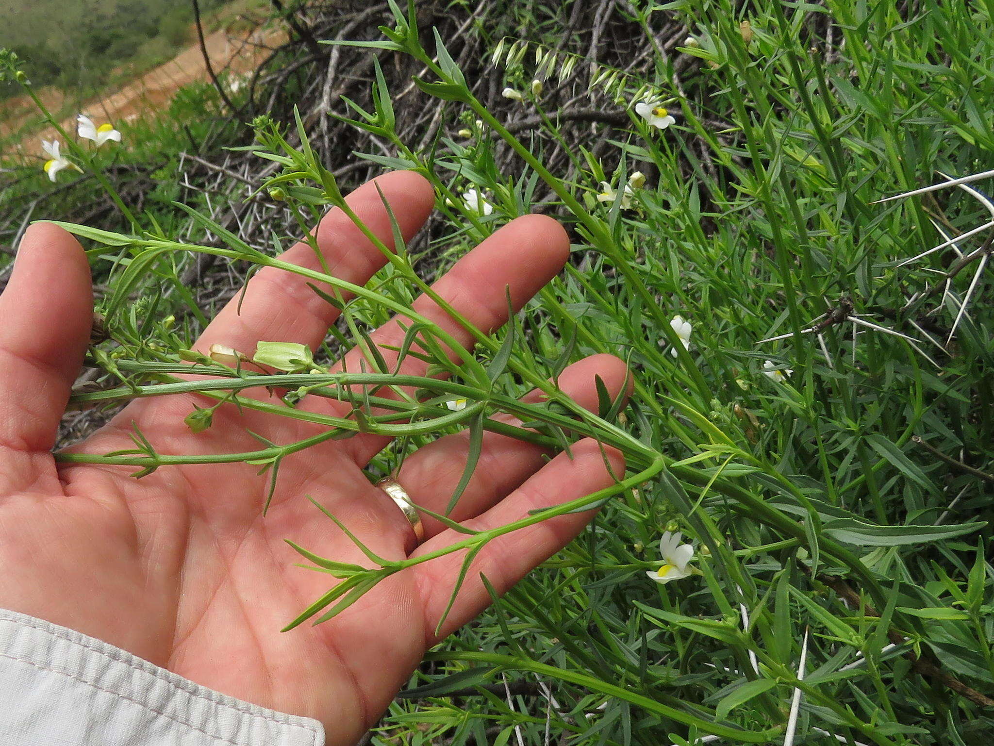 صورة Nemesia fruticans (Thunb.) Benth.