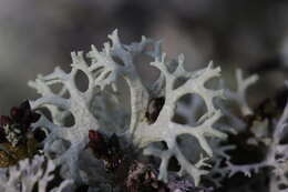 Image of ring lichen