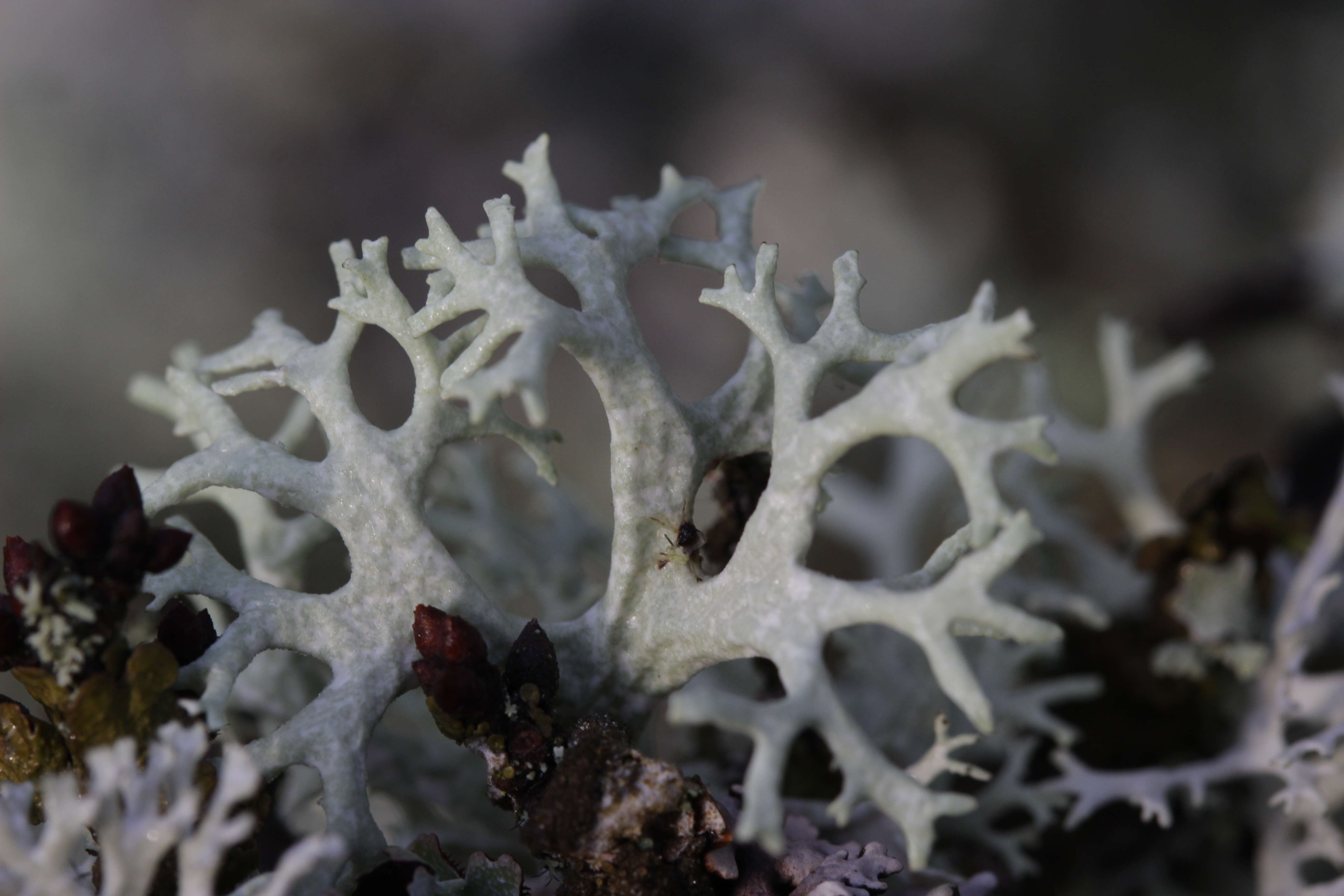 Image of ring lichen