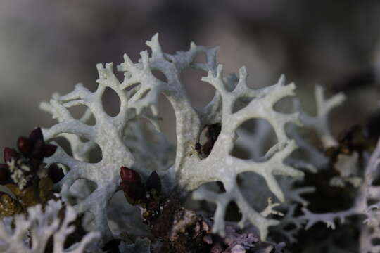 Image of ring lichen