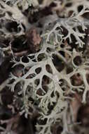 Image of ring lichen