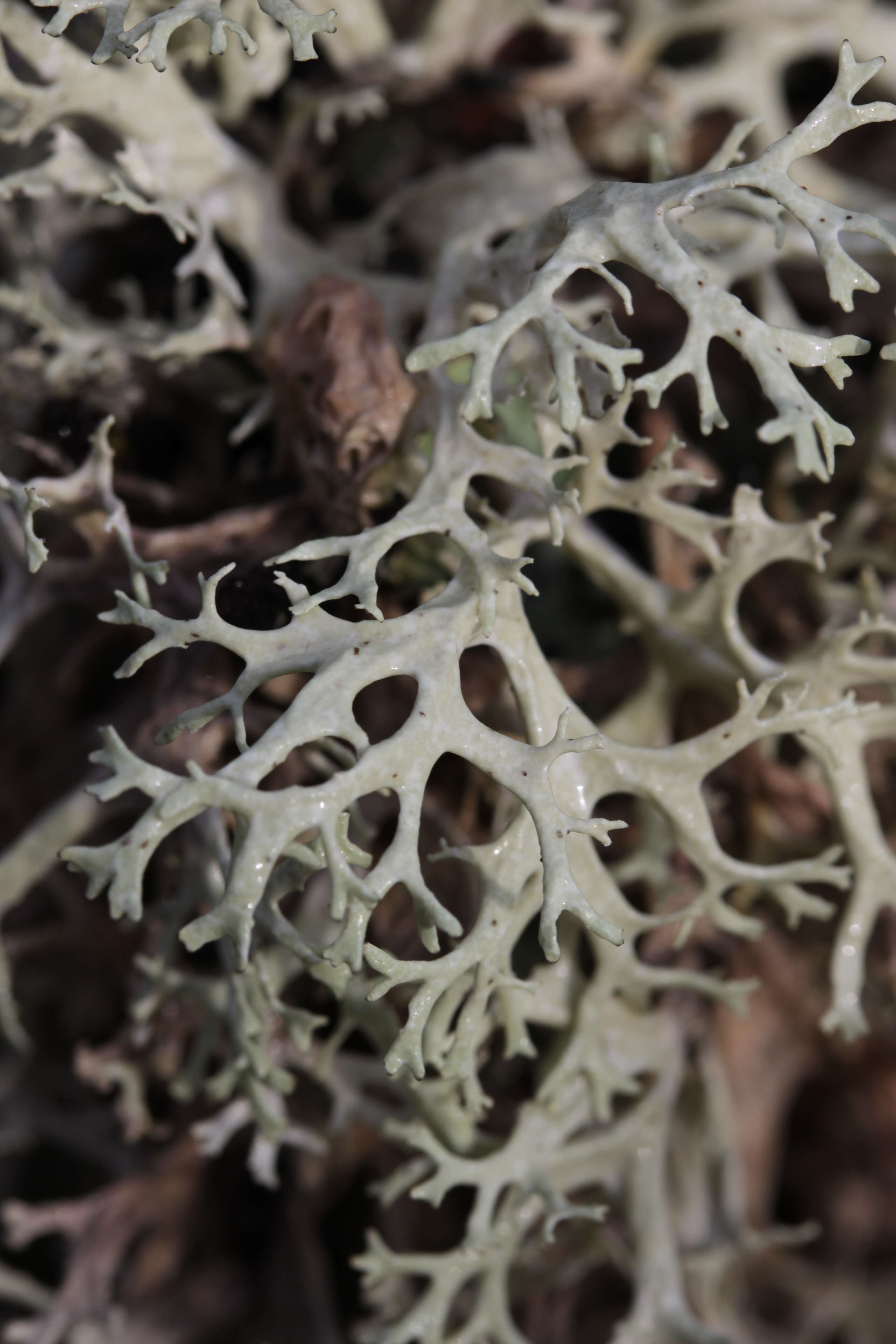 Image of ring lichen