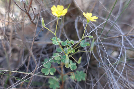 Oxalis perennans Haw.的圖片