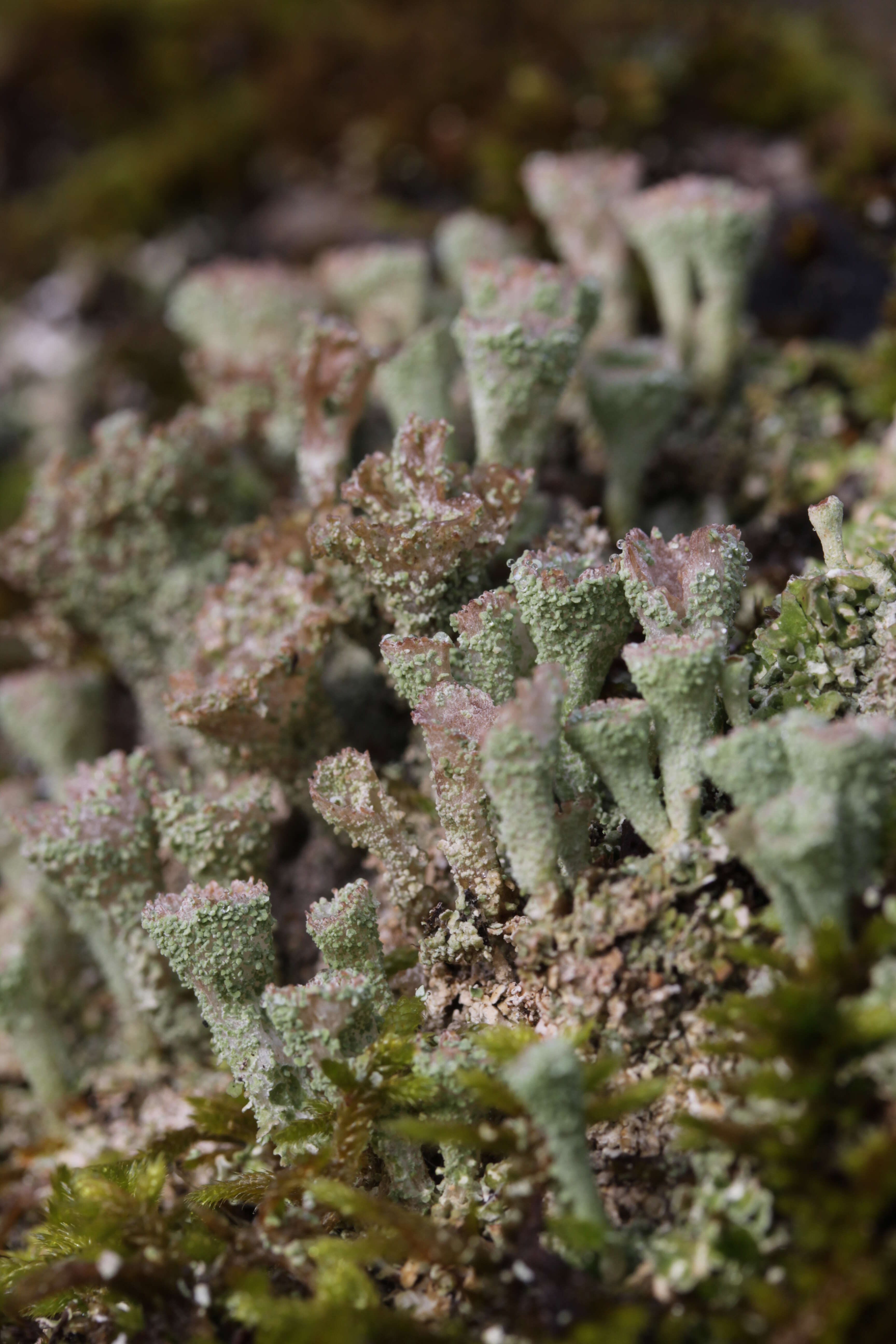 Image of cup lichen