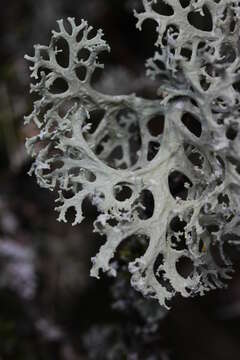 Image of ring lichen