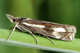 Image of Crambus heringiellus Herrich-Schäffer 1949