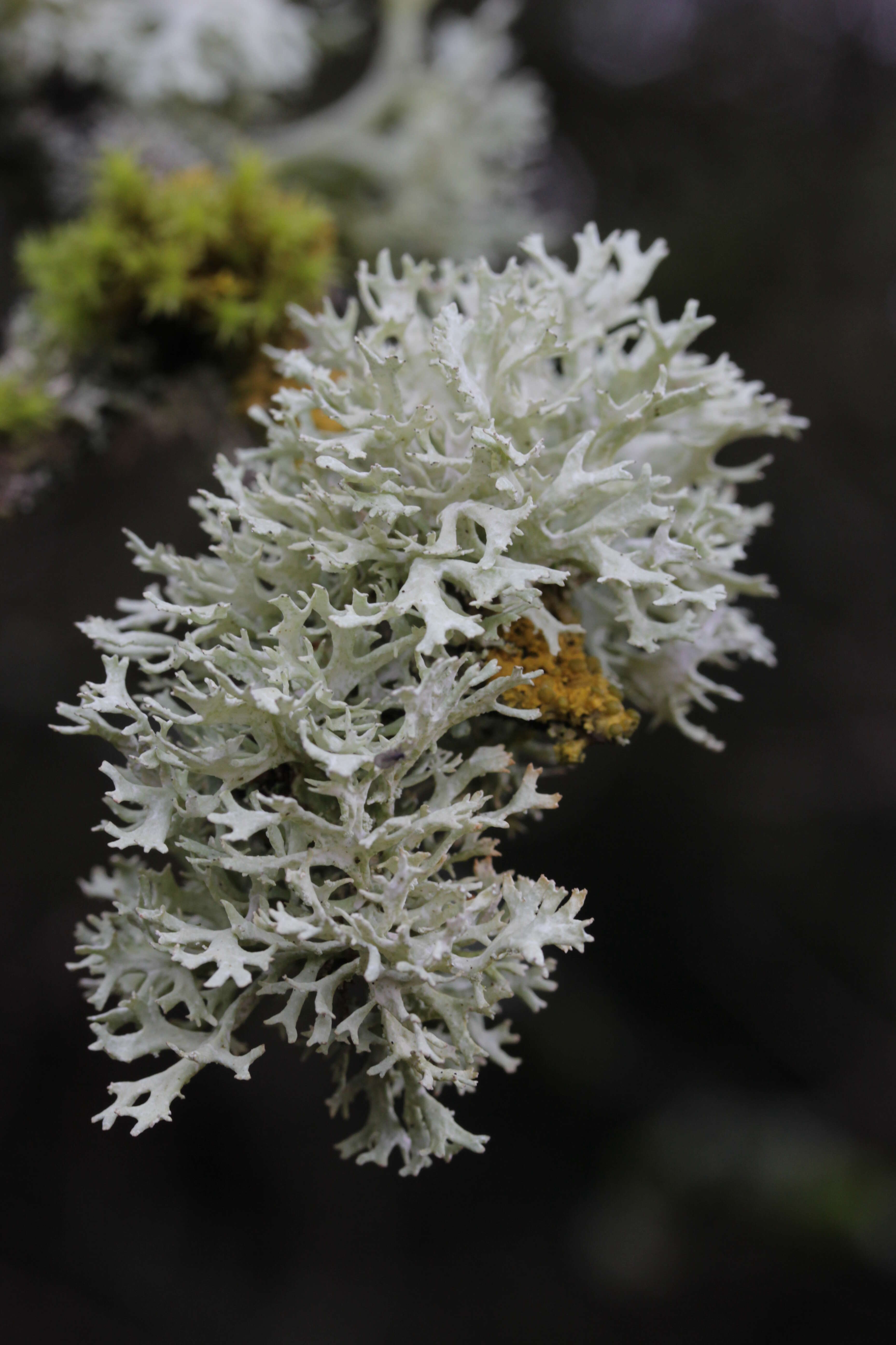 Image of ring lichen