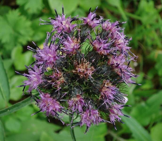 Image of Saussurea pseudotilesii Lipsch.