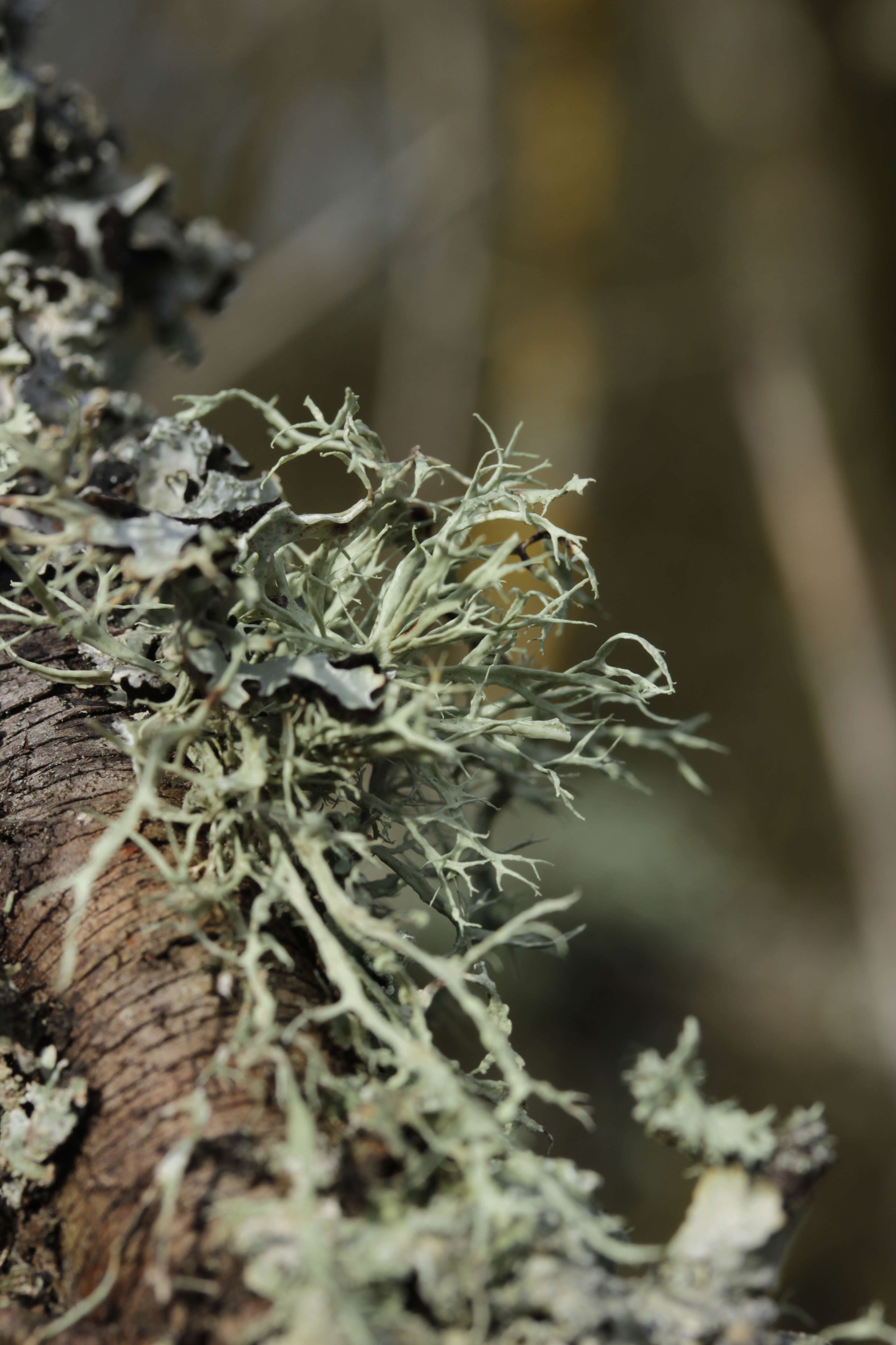 Image of farinose cartilage lichen