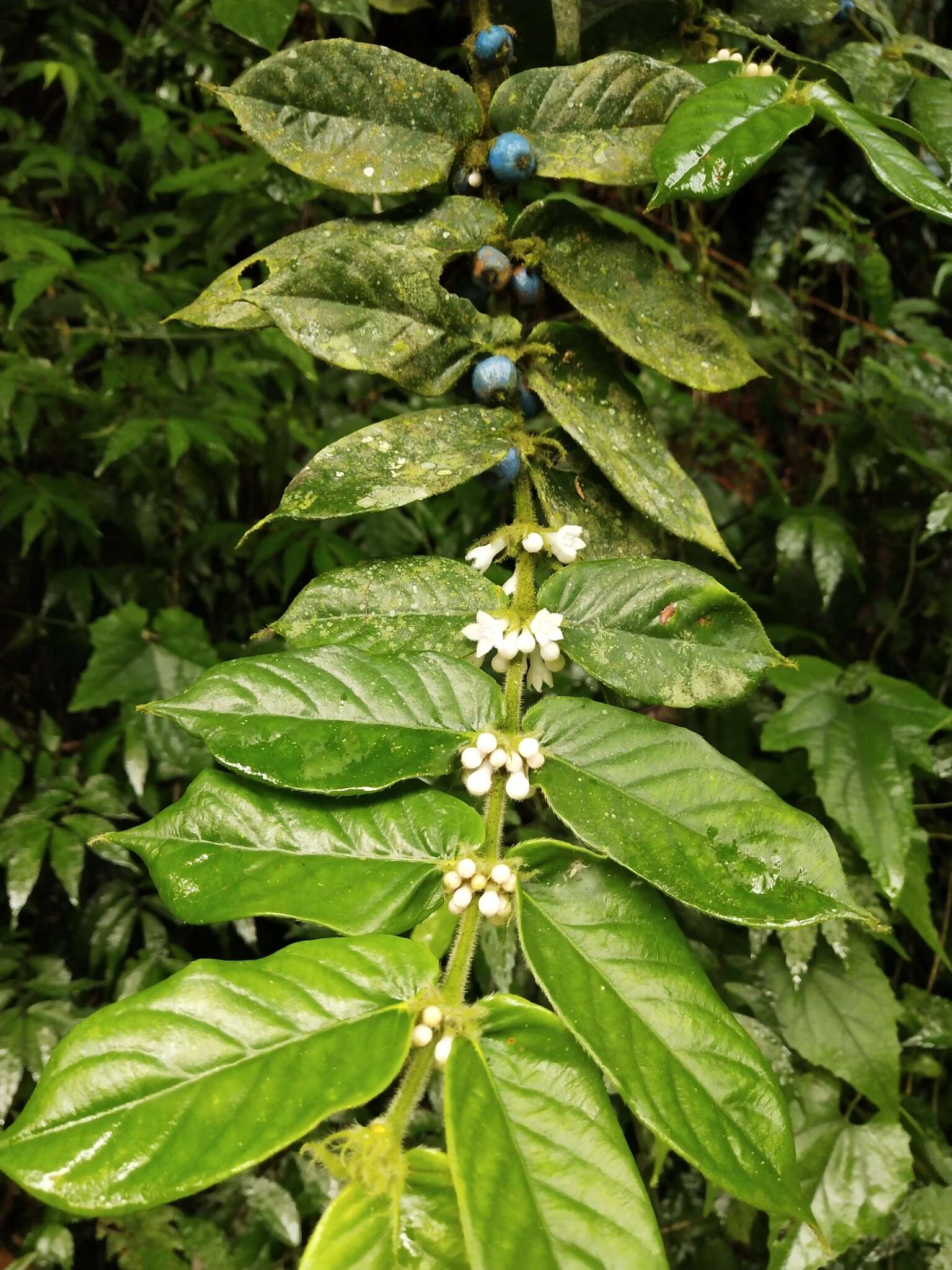 Image of Lasianthus attenuatus var. attenuatus