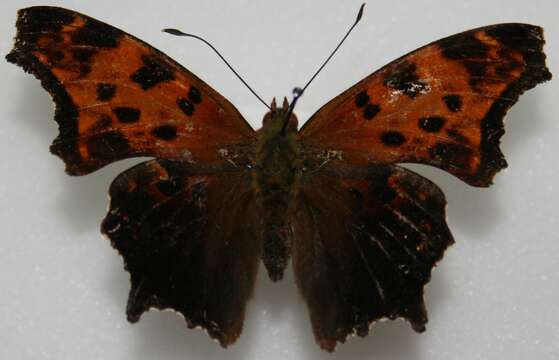 Image of Eastern Comma