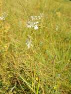 Image of Allium podolicum Blocki ex Racib. & Szafer