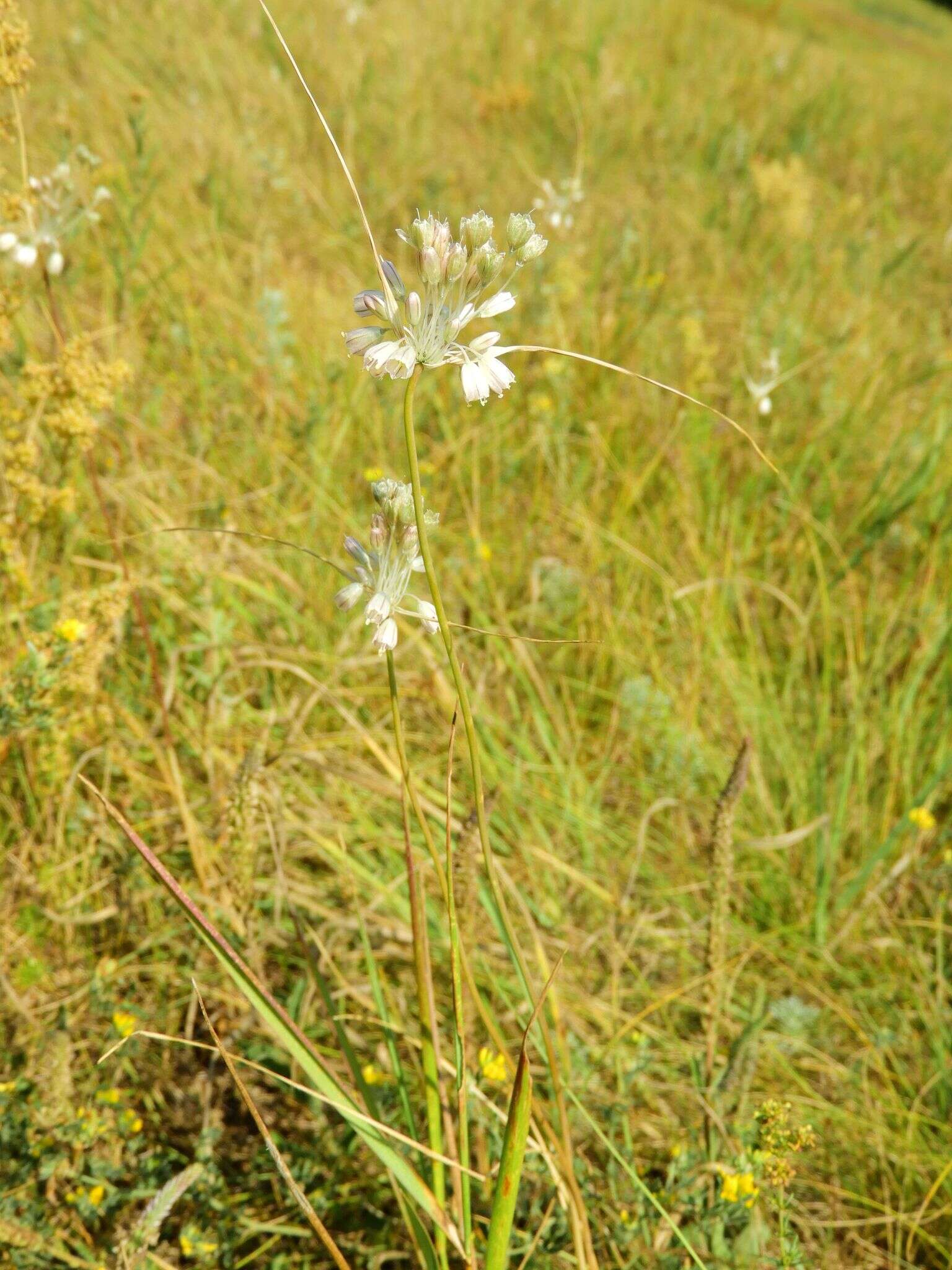 Image of Allium podolicum Blocki ex Racib. & Szafer