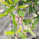 Image of Grevillea quinquenervis J. M. Black