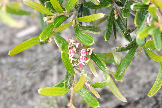 Image of Grevillea quinquenervis J. M. Black