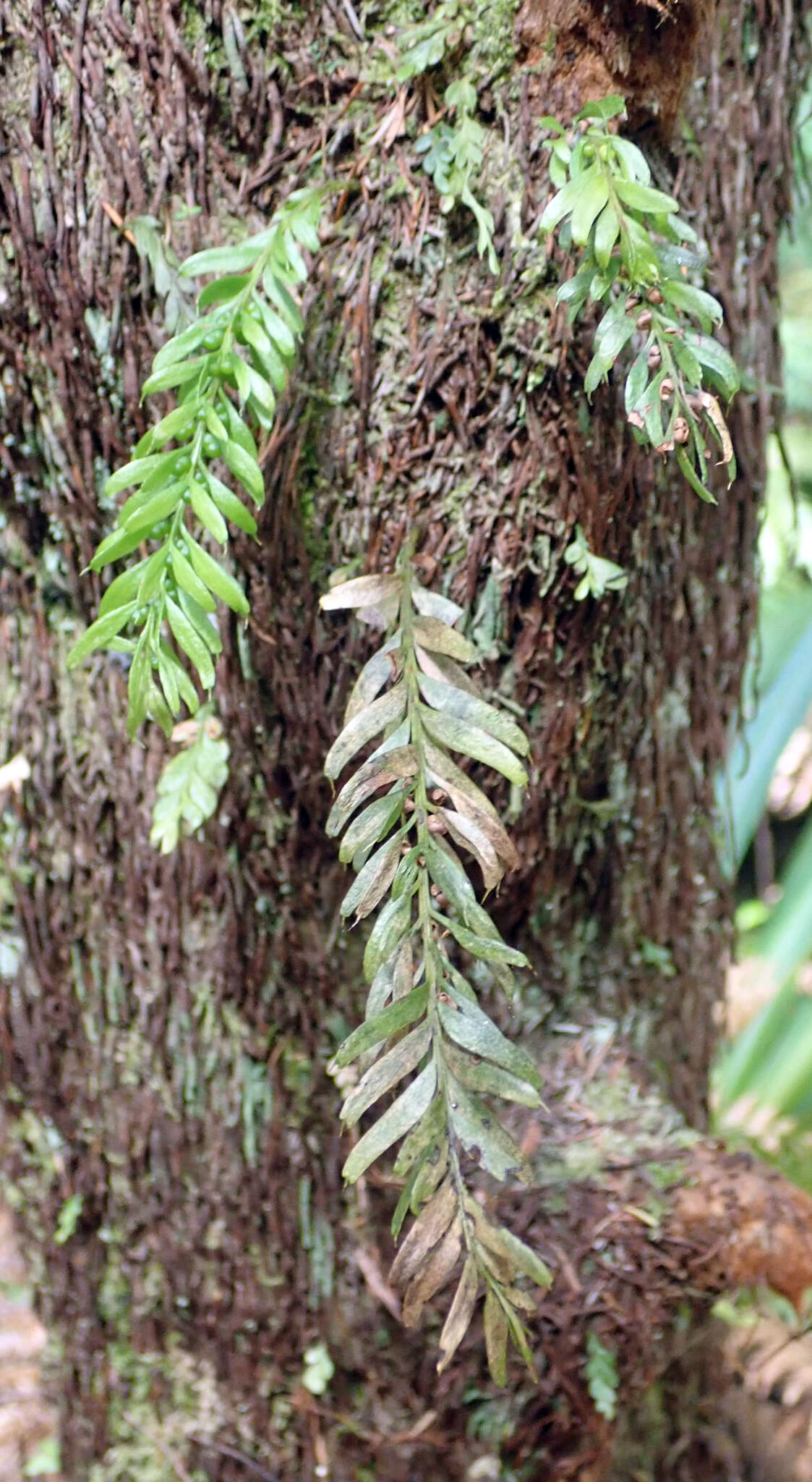 Image of Tmesipteris sigmatifolia Chinnock