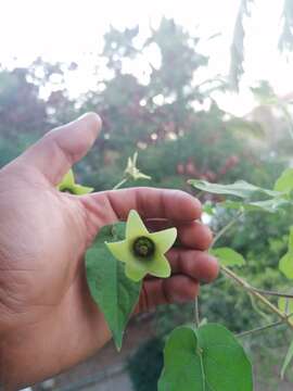 Image of Polystemma viridiflorum Decne.