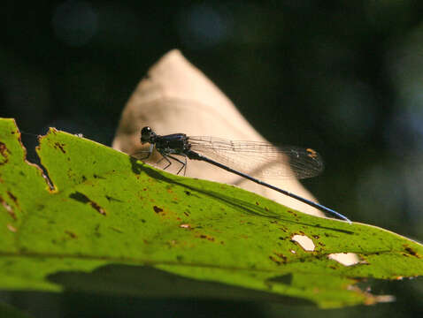 Image de Onychargia Selys 1865