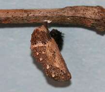 Image of Common buckeye