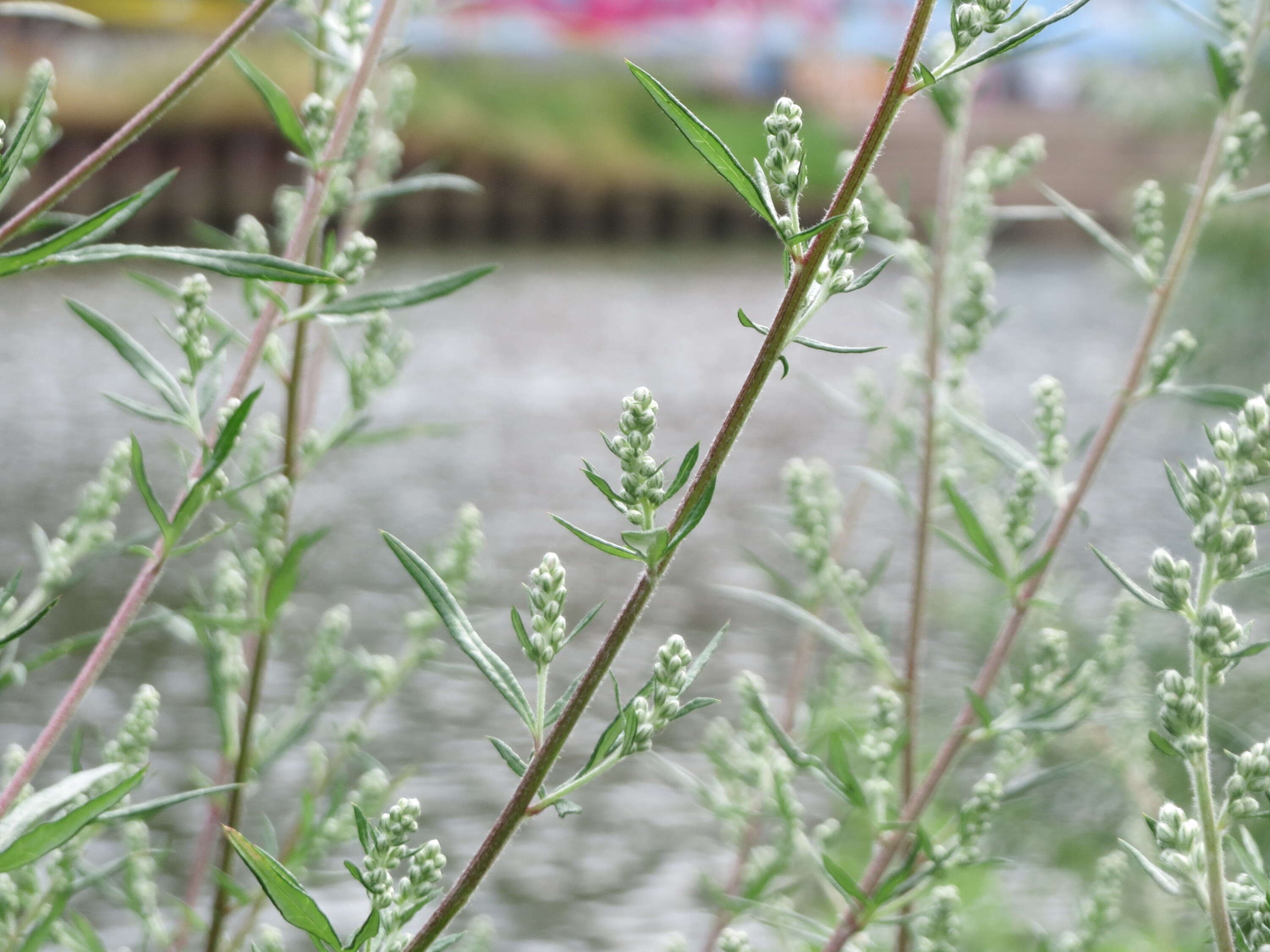 Image of common wormwood