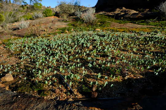 Слика од Oxalis monophylla var. minor T. M. Salter