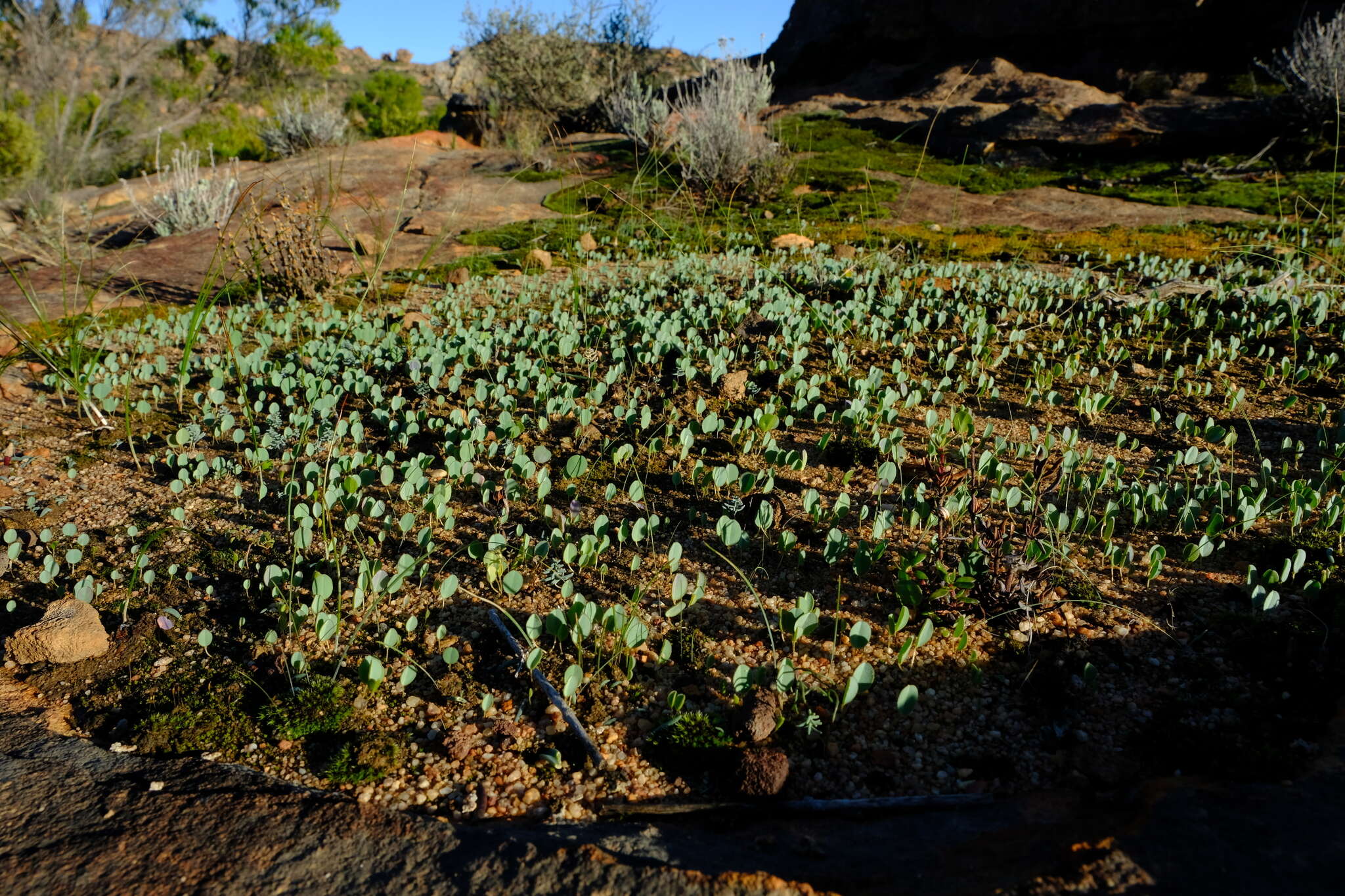 Image de Oxalis monophylla var. minor T. M. Salter