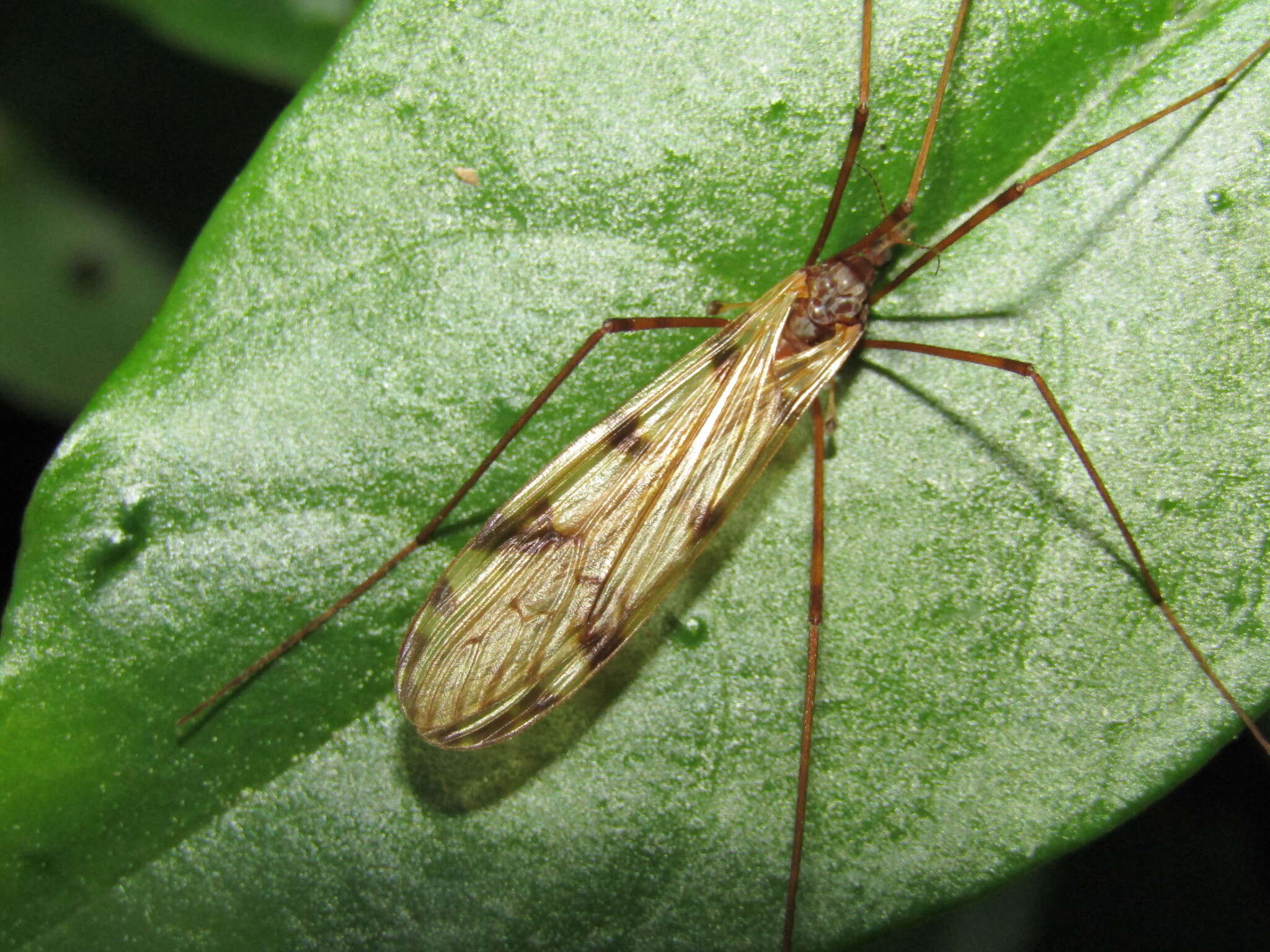 Image of Austrolimnophila (Austrolimnophila) atripes (Alexander 1922)