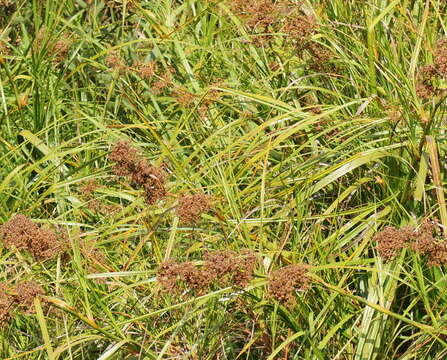 Image of Cladium mariscus subsp. intermedium Kük.